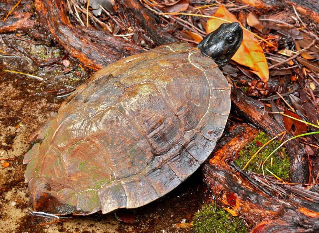 Amazing Facts About Spiny Hill Turtle