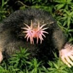 Amazing Facts About Star-nosed Mole