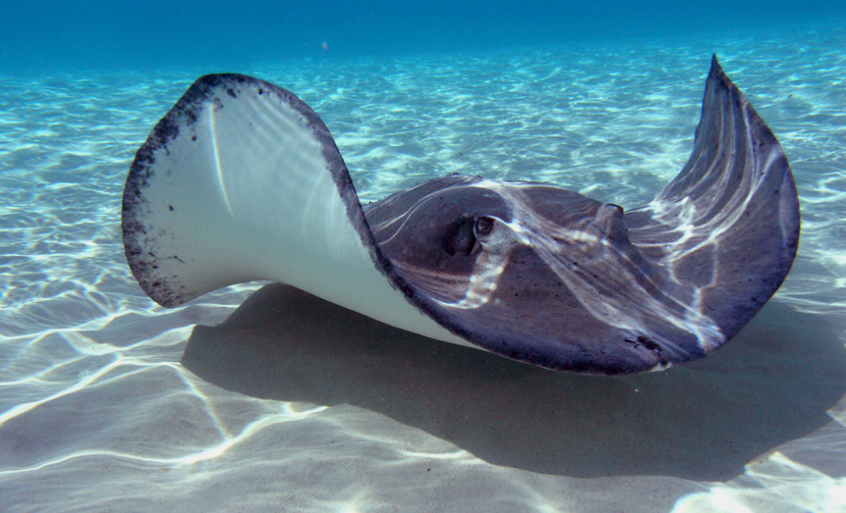 Amazing Facts About Stingray