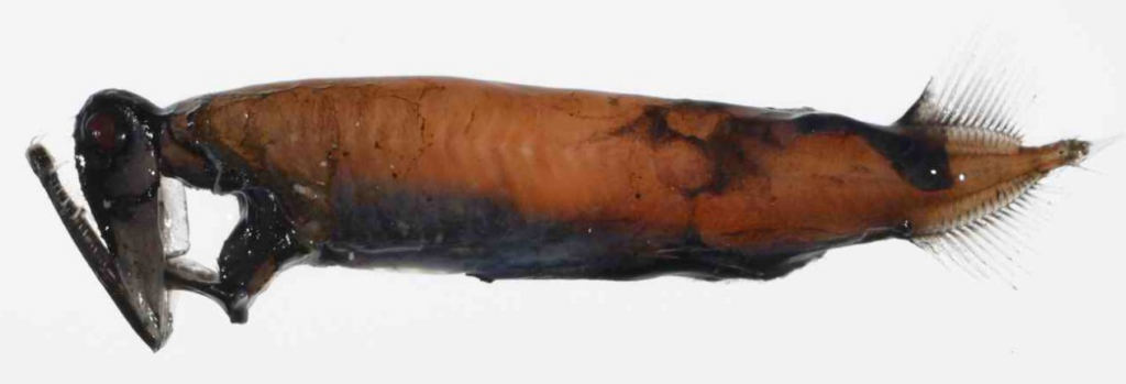 Amazing Facts About Stoplight Loosejaw