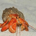Amazing Facts About Strawberry Hermit Crab