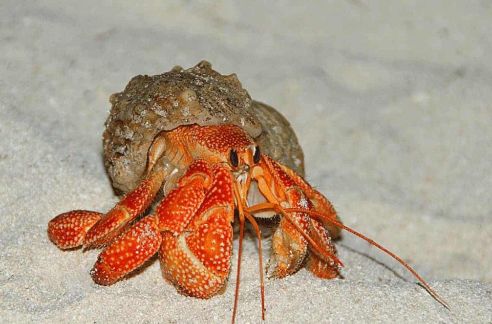 Amazing Facts About Strawberry Hermit Crab
