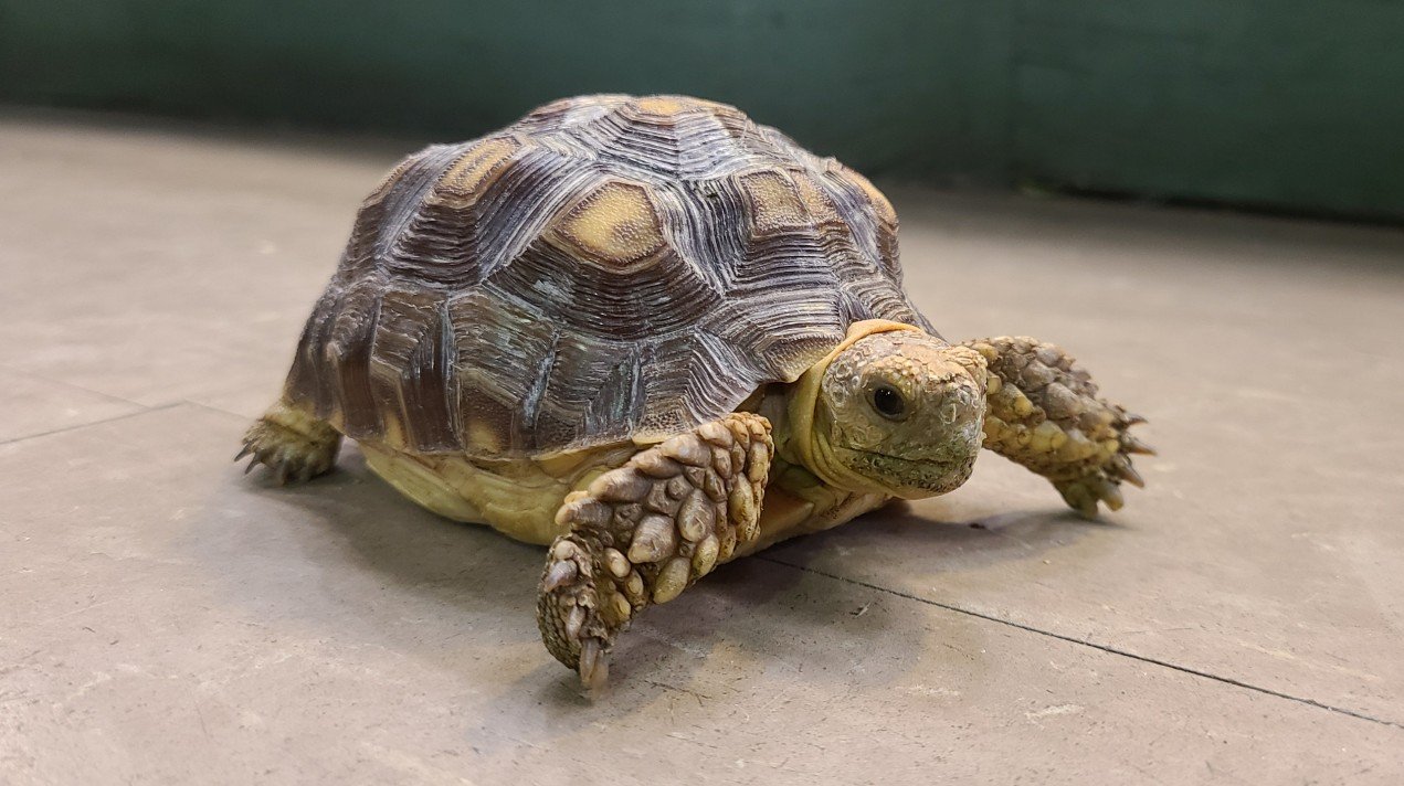 Amazing Facts About Sulcata Tortoises