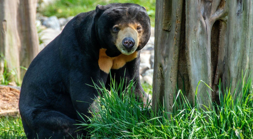 Amazing Facts About Sun Bear