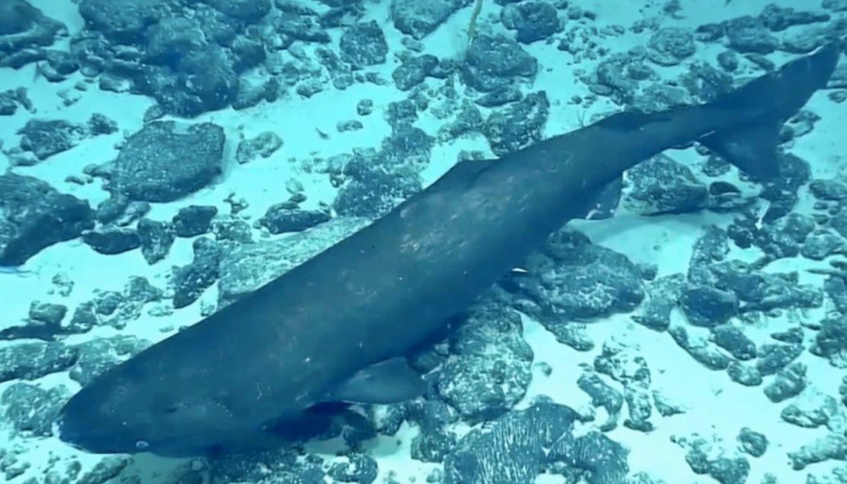 Amazing Facts About sleeper shark