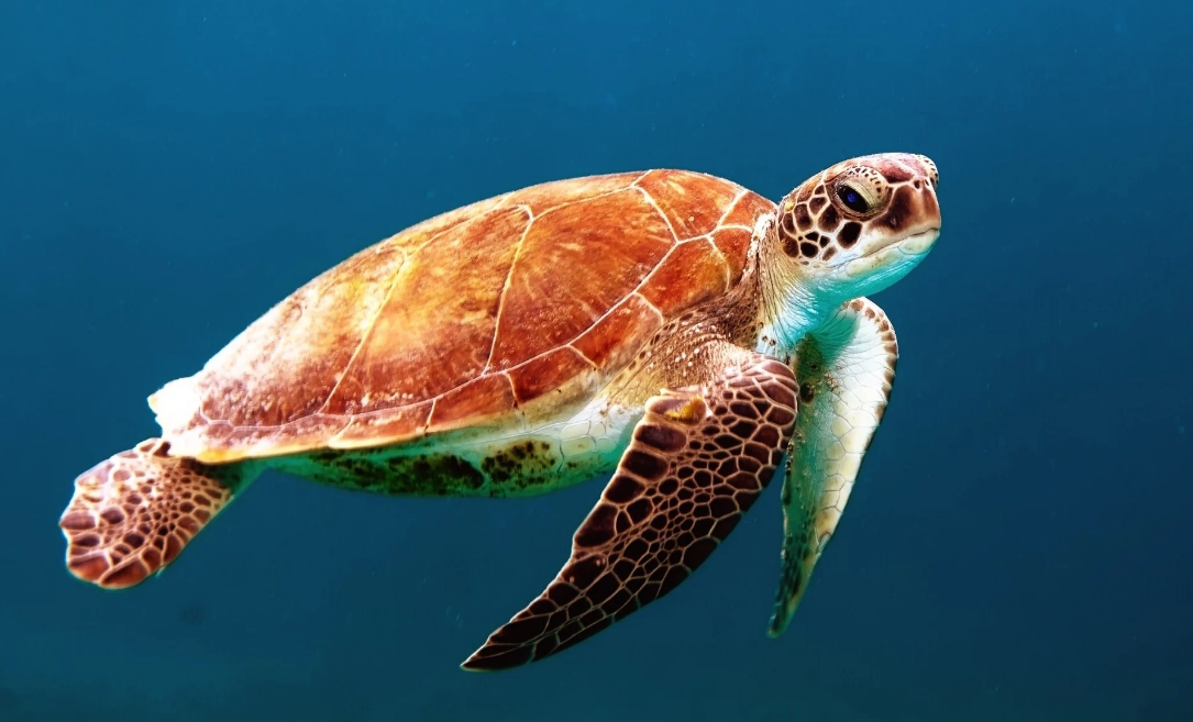 Behaviour and Diet of Sea Turtles