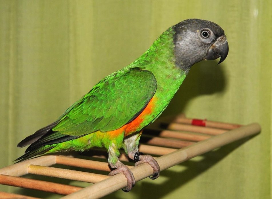 Behaviour and Physical Features of Senegal Parrots