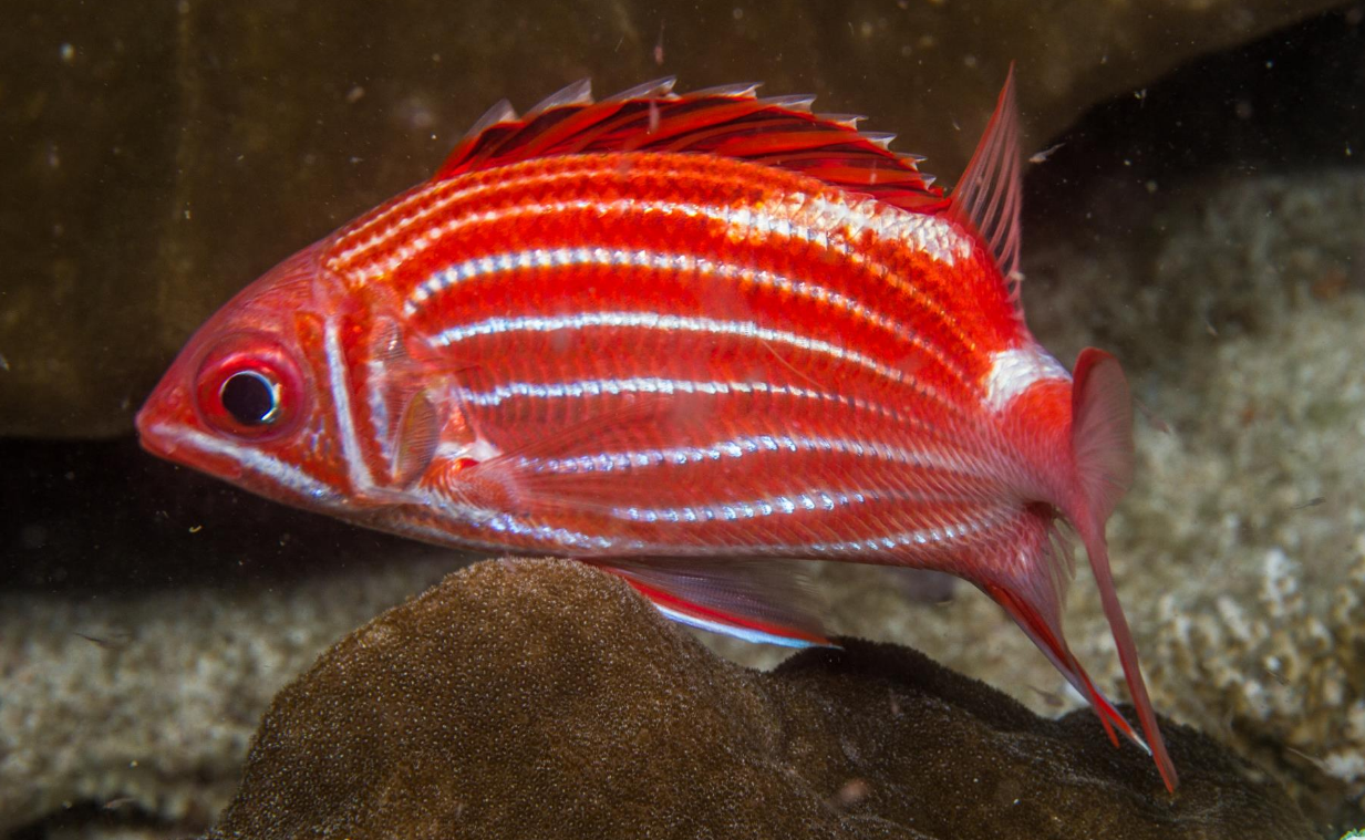Behavioural Adaptations of Squirrelfish