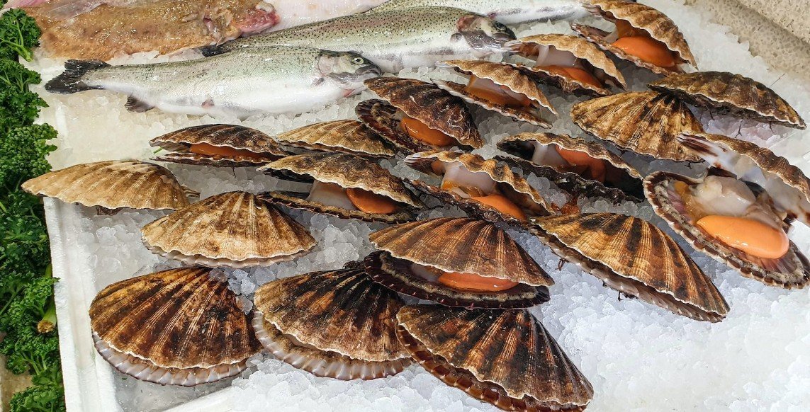 Biological Features of Scallops