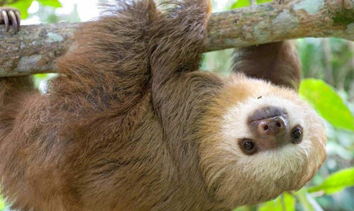 Characteristics and Attitude of Sloth