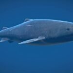 Characteristics and Attitude of sleeper shark