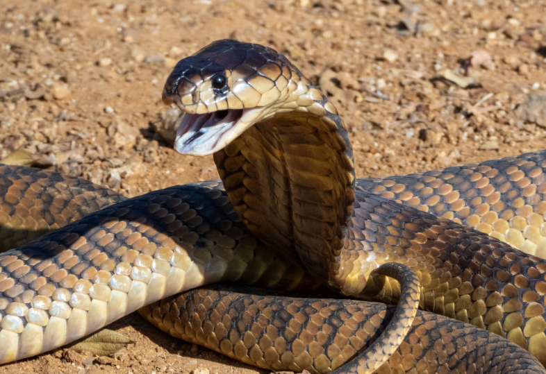 Characteristics and Features of the Snouted Cobra