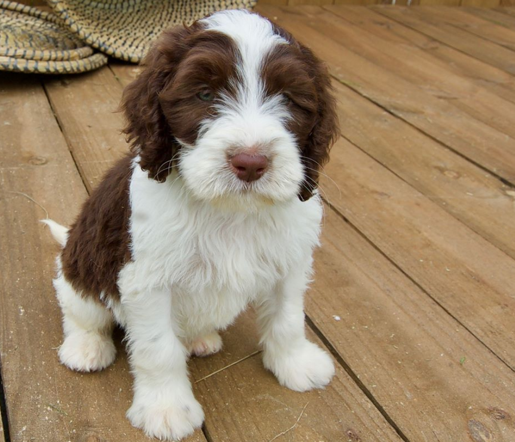 Common Springerdoodle Health Concerns