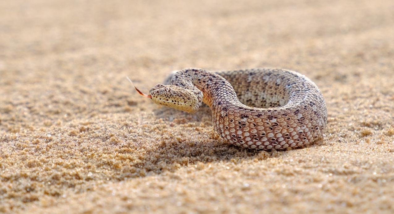 Conservation Status and Threats