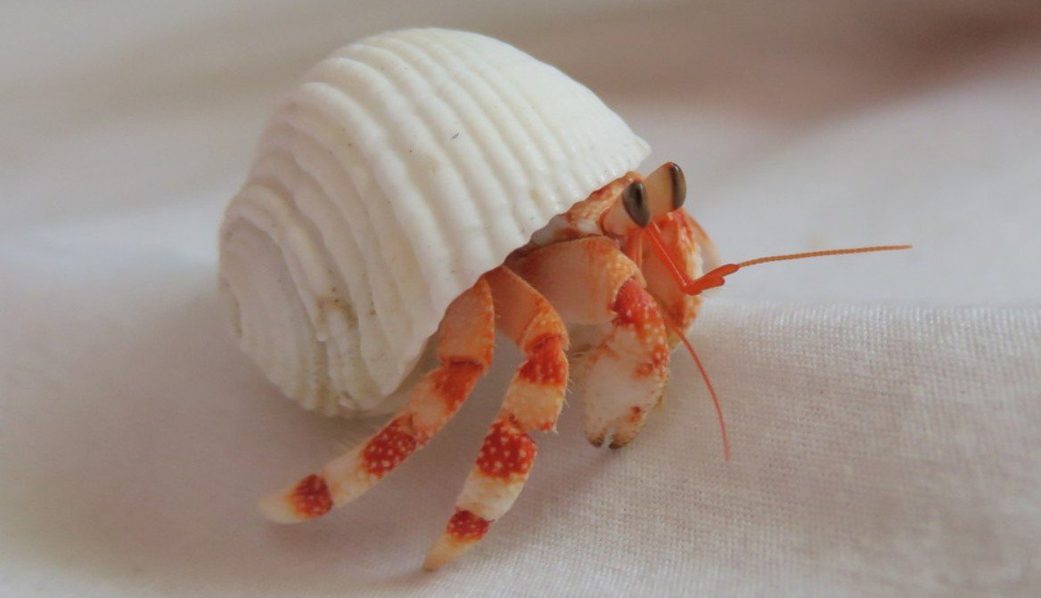 Diet and Feeding Habits of the Strawberry Hermit Crab