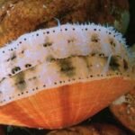 Distribution and Habitat of Scallops