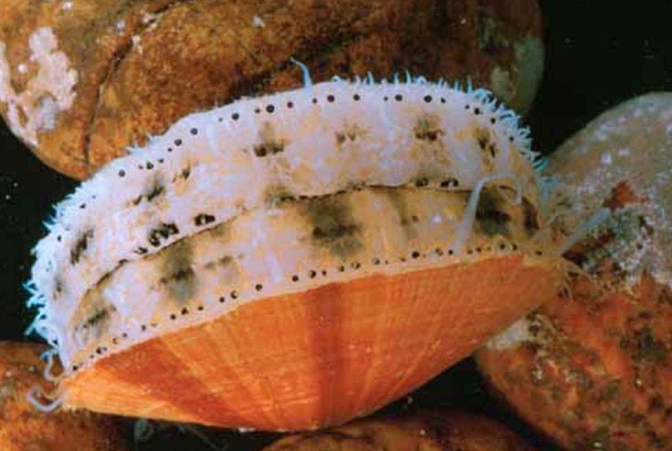 Distribution and Habitat of Scallops