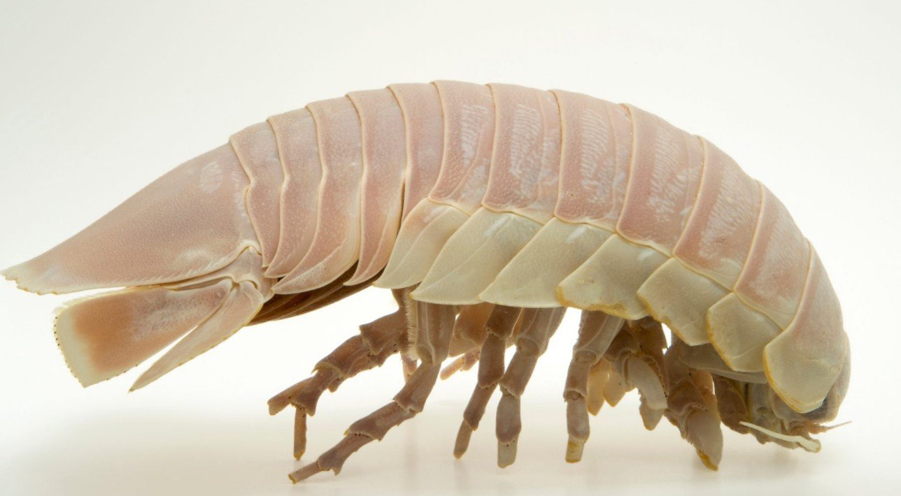 Distribution and Habitat of Sea Roaches