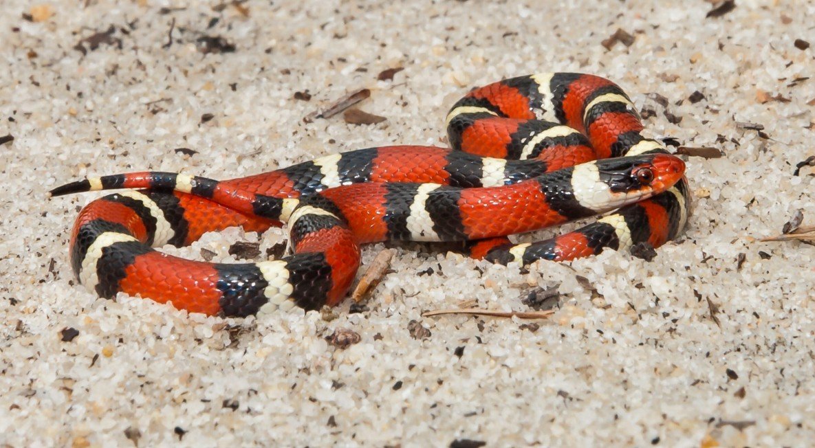 Distribution and Habitat of the Scarlet Kingsnake