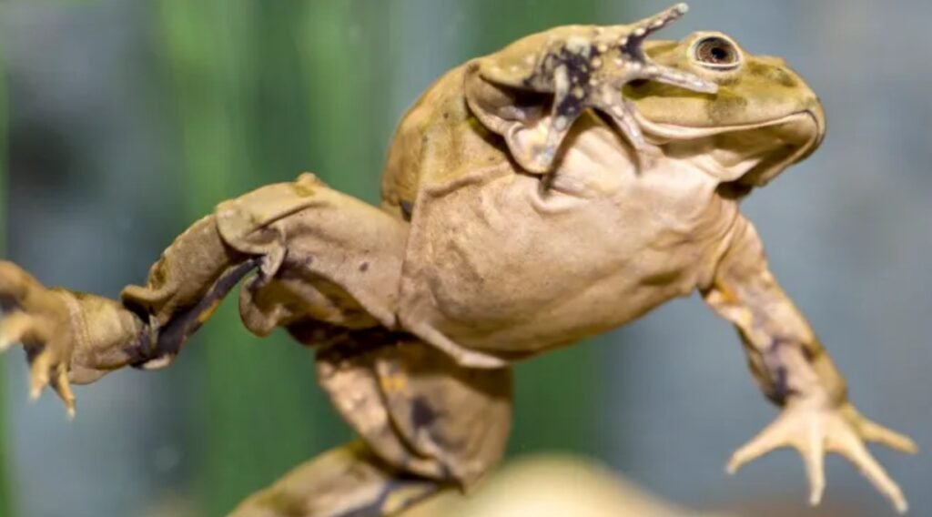 Distribution and Habitat of the Scrotum Frog