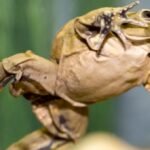 Distribution and Habitat of the Scrotum Frog