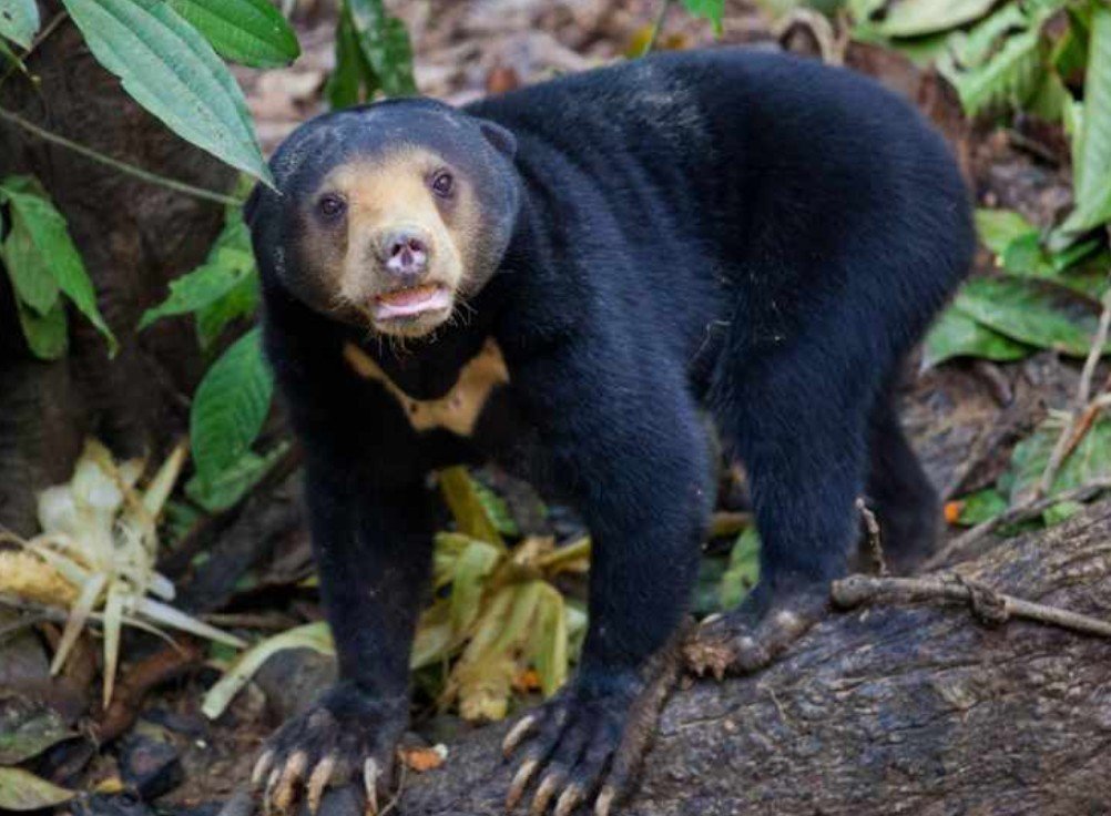 Distribution and Habitat of the Sun Bear