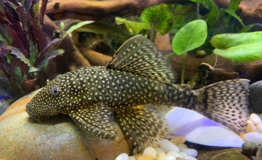 Ecological Importance of Suckerfish in Marine Environments