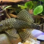 Ecological Importance of Suckerfish in Marine Environments