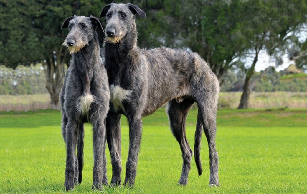 Exercise and Training Requirements for a Scottish Deerhound