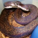 Fascinating Myths and Facts About the Savu Python
