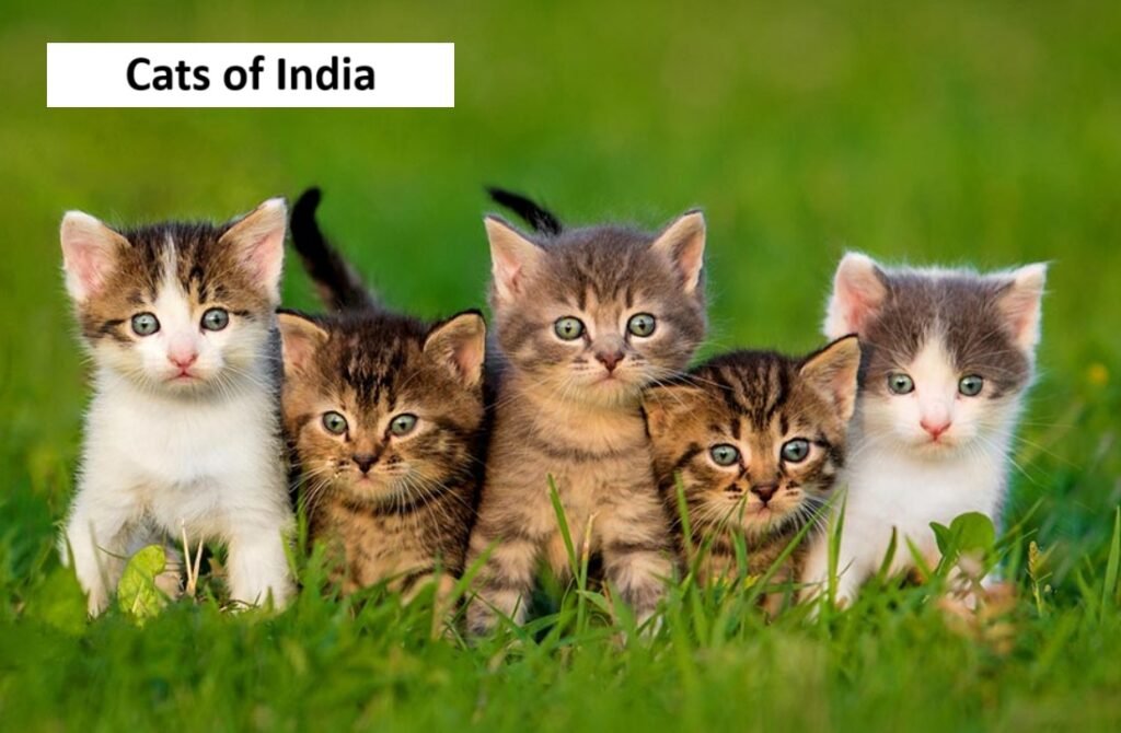 Fascinating cats of India