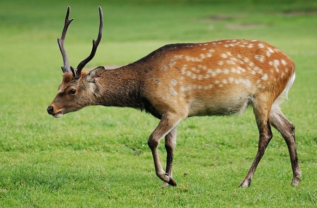Feeding Habits and Dietary Patterns of Sika Deer