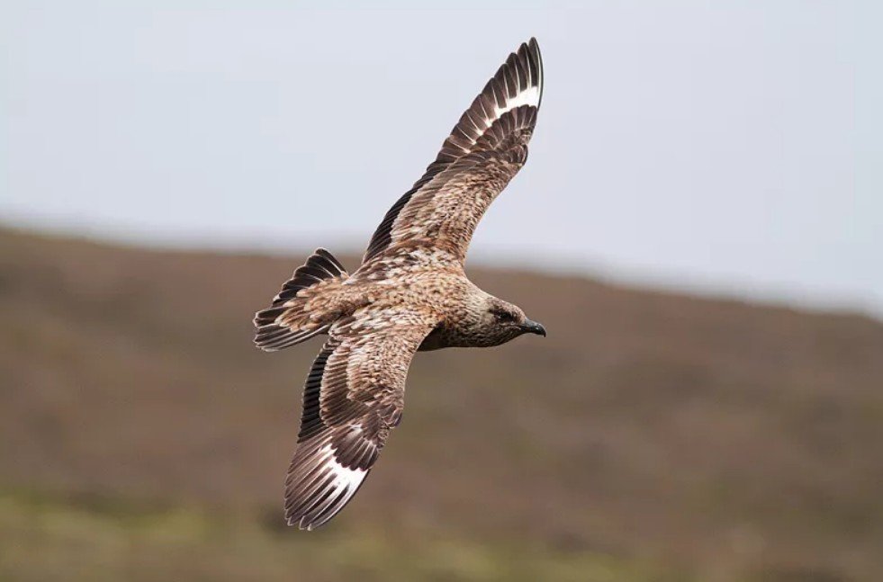 How do skuas catch their prey