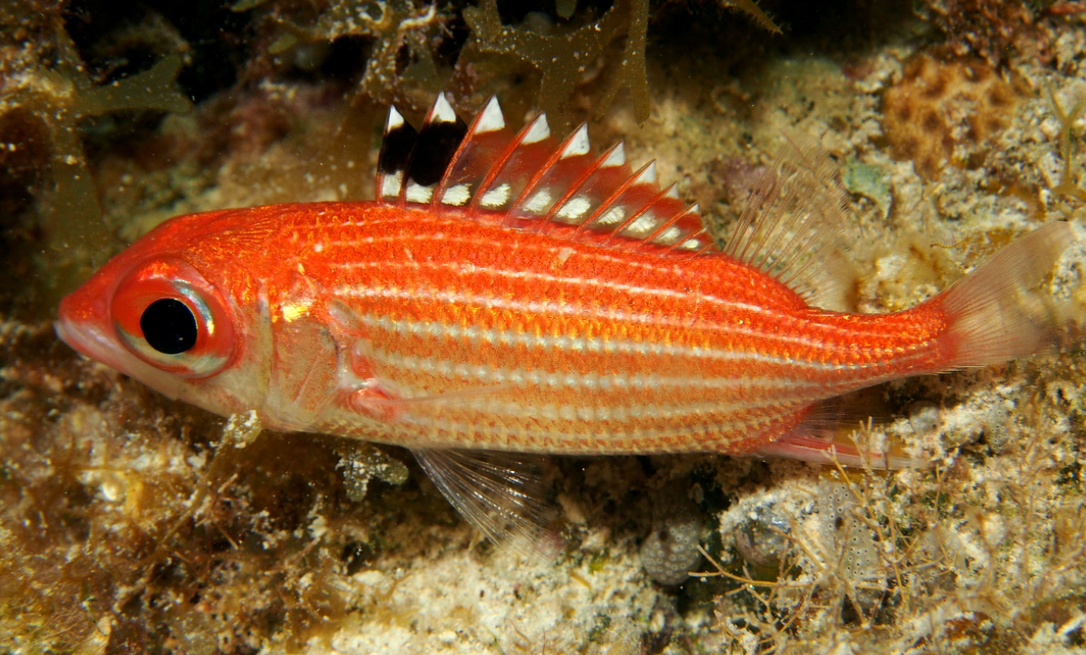 Interesting Facts About Squirrelfish