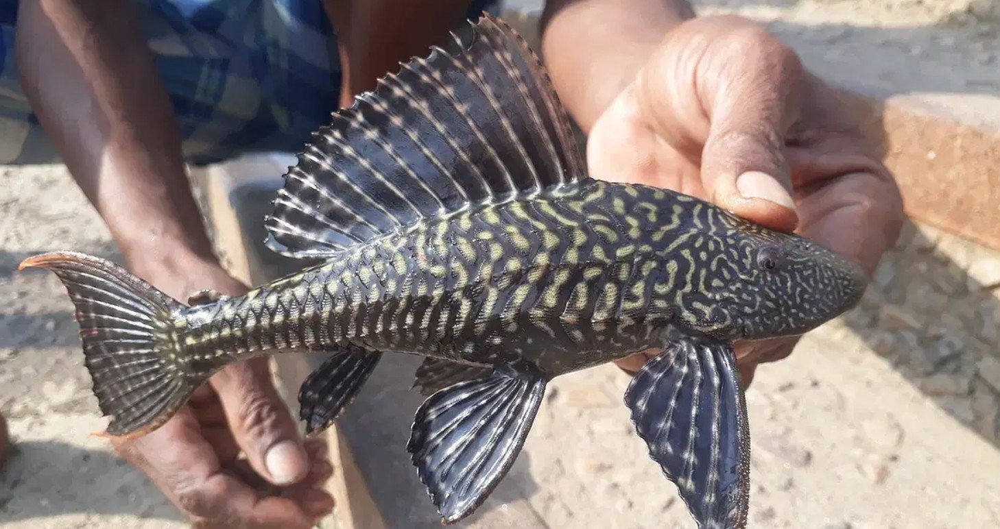 Introduction to Suckerfish and Their Unique Adaptations