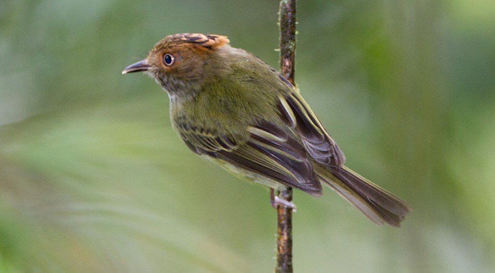 Introduction to the Scale-Crested Pygmy Tyrant Bird