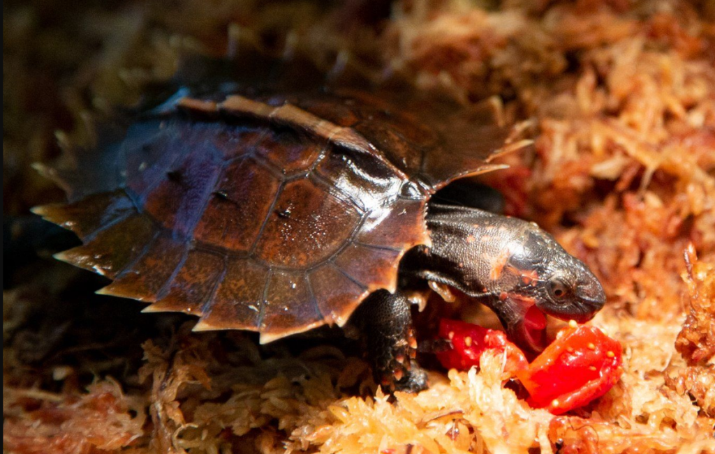 Introduction to the Spiny Hill Turtle