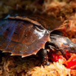 Introduction to the Spiny Hill Turtle