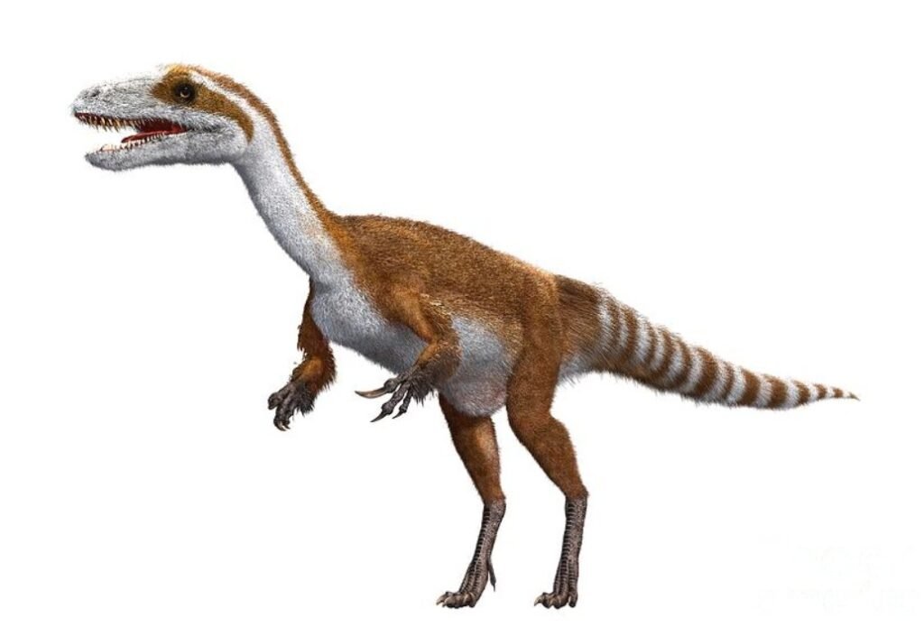Is Sinosauropteryx related to birds