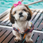Key Points about Shih Poo Dogs