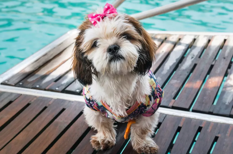 Key Points about Shih Poo Dogs
