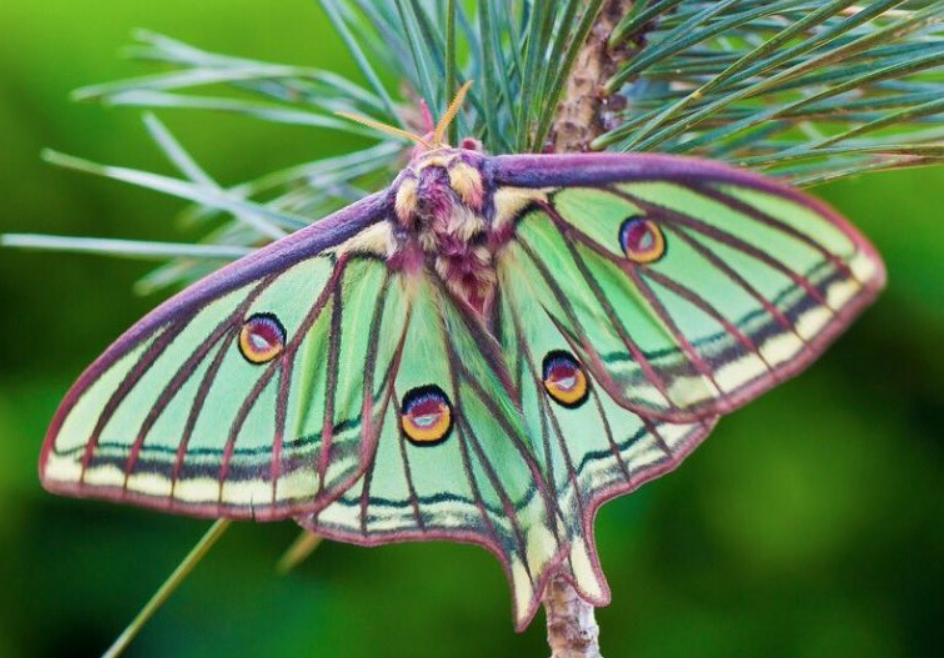 Life Cycle and Metamorphosis of Saturniidae Moths