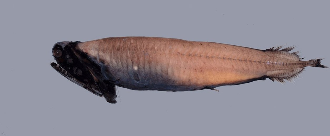 Life Cycle and Reproduction of the Stoplight Loosejaw