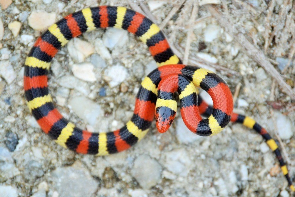 Lifespan and Reproduction of the Scarlet Kingsnake