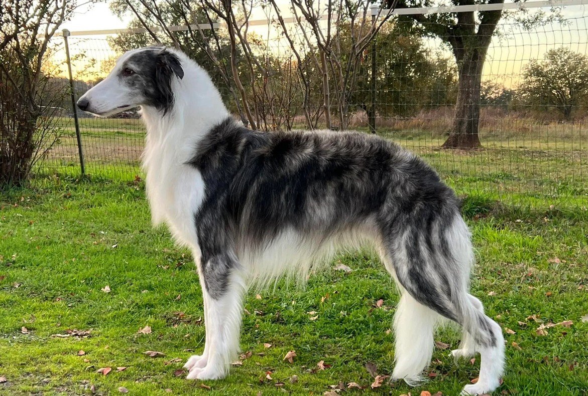 Origin and History of the Silken Windhound