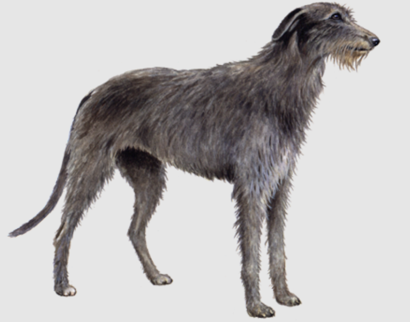 Physical Attributes of the Scottish Deerhound