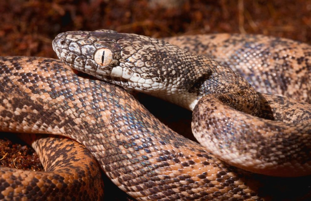 Physical Characteristics and Size of the Savu Python