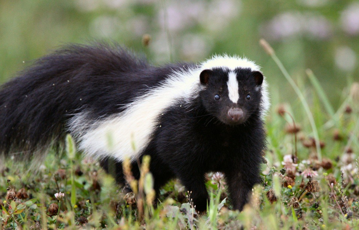 Physical Characteristics of Skunks