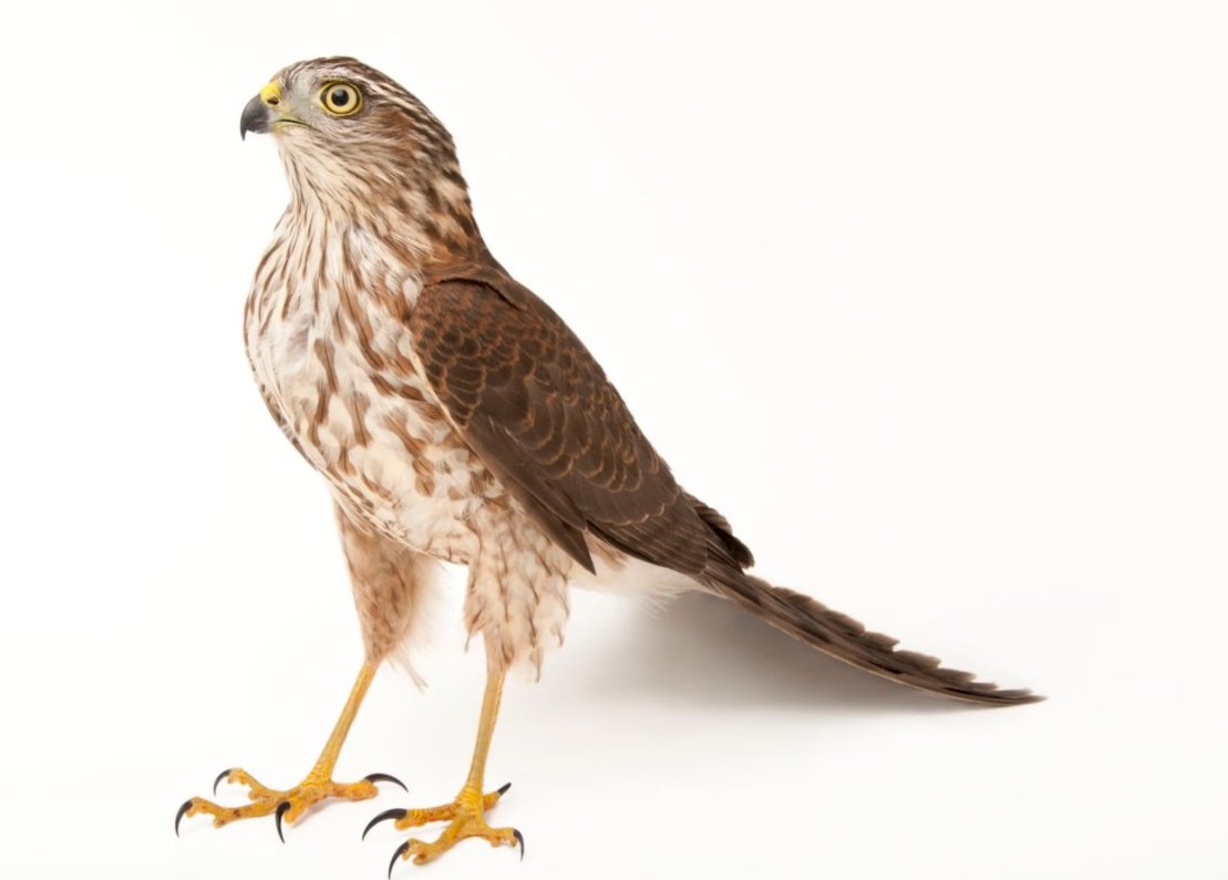 Physical Characteristics of the Sharp-Shinned Hawk