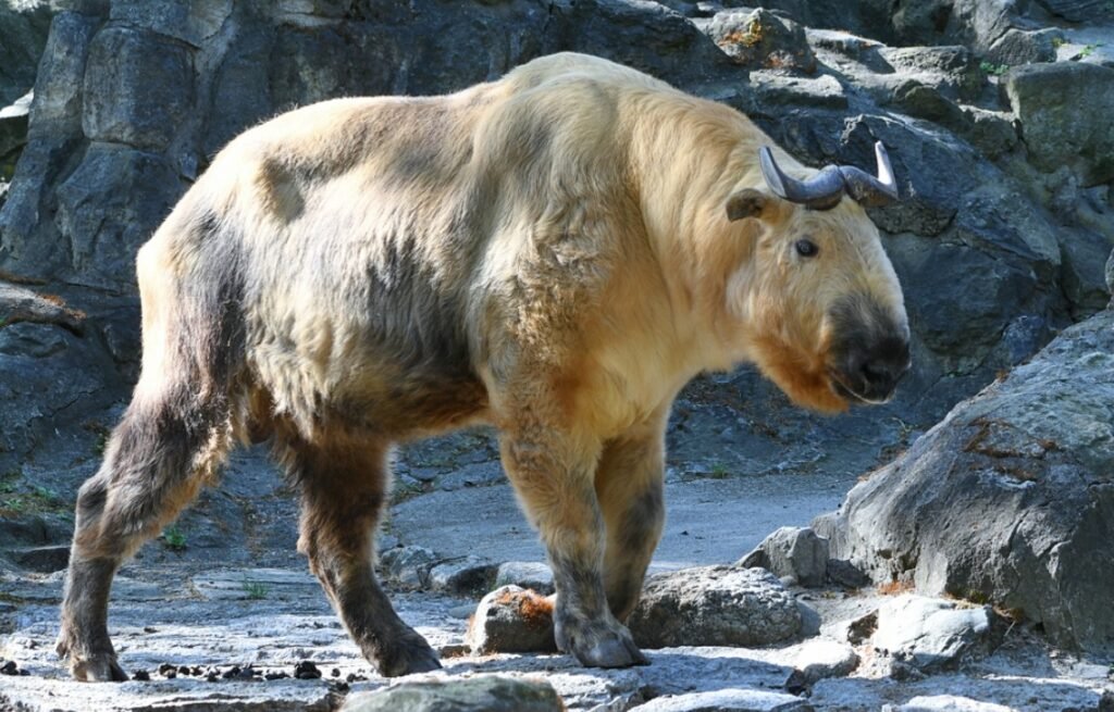 Physical Characteristics of the Sichuan Takin